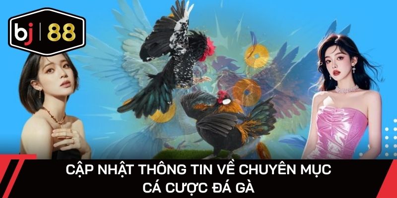 Cập nhật 4 hình thức thi đấu trong đá gà